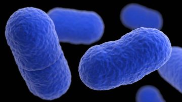 Imagen de la bacteria denominada listeria